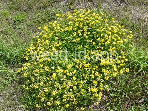 trefoil, birdsfoot